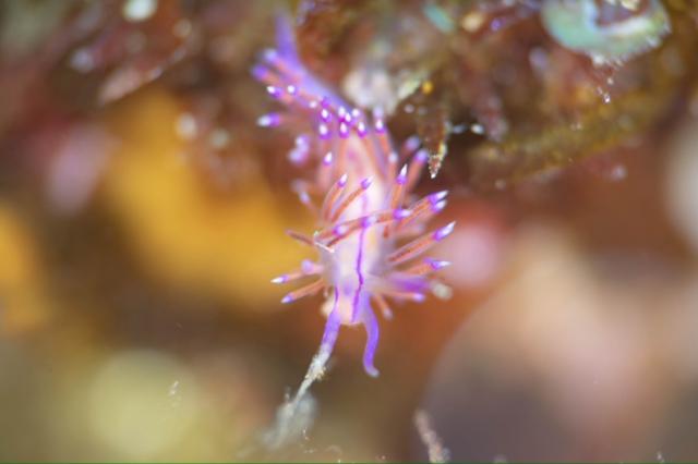 ウミウシのんびり休日ダイブ