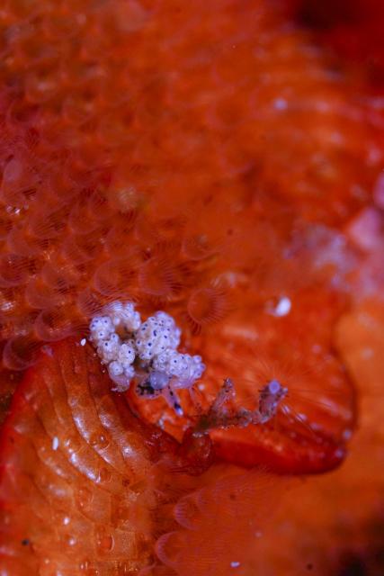 ウミウシのんびり休日ダイブ