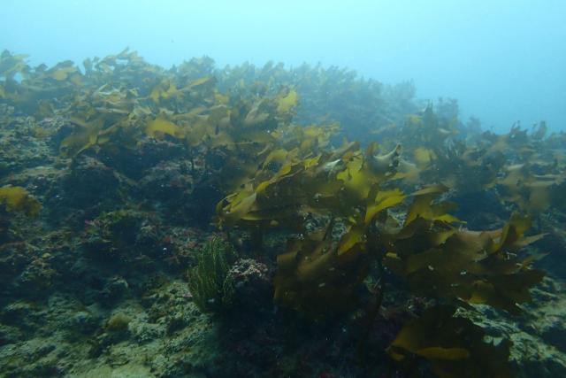 ウミウシのんびり休日ダイブ