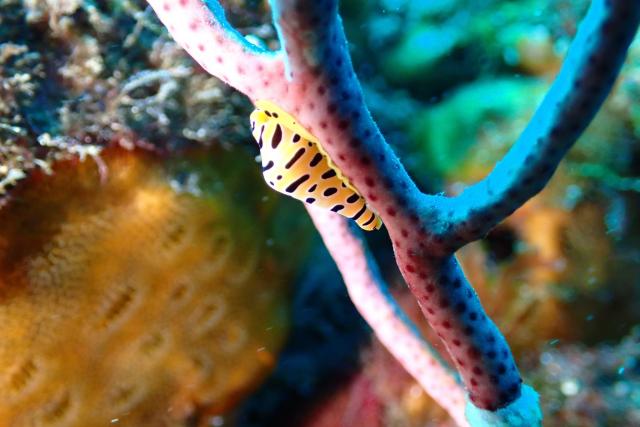 ウミウシのんびり休日ダイブ