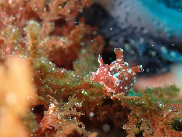 ウミウシのんびり休日ダイブ