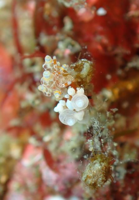 ウミウシのんびり休日ダイブ