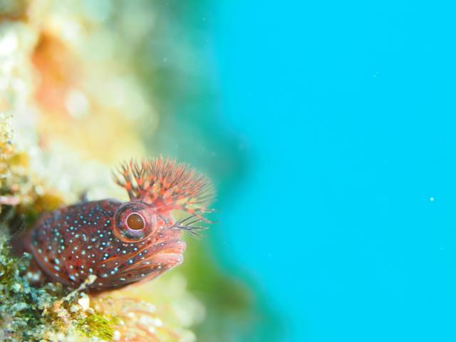 ウミウシのんびり休日ダイブ