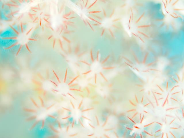 ウミウシのんびり休日ダイブ