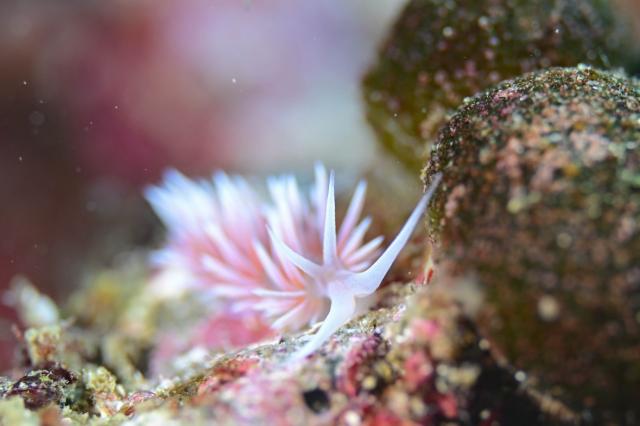 ウミウシのんびり休日ダイブ