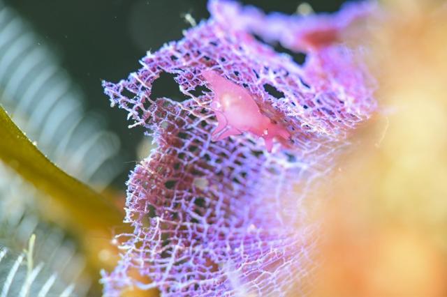 ウミウシのんびり休日ダイブ