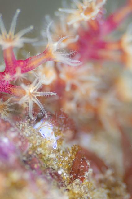 連日ウミウシダイビング♪