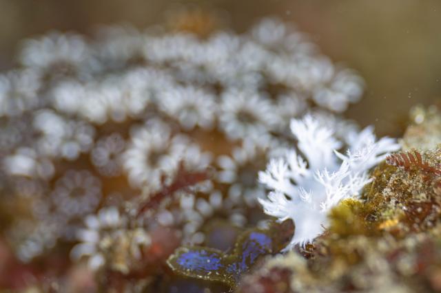 連日ウミウシダイビング♪