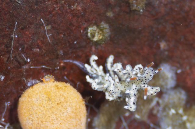 連日ウミウシダイビング♪