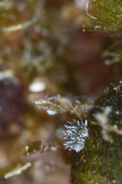 連日ウミウシダイビング♪