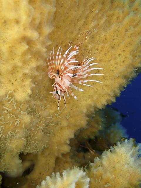 連日ウミウシダイビング♪