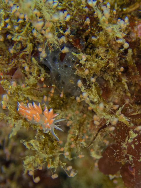 連日ウミウシダイビング♪
