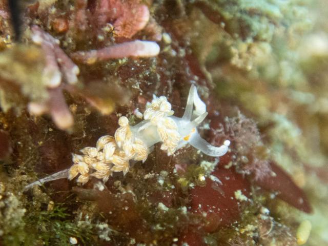 連日ウミウシダイビング♪