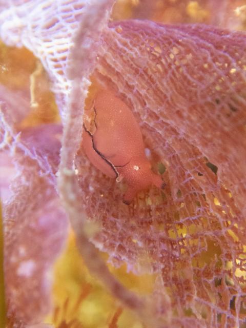 連日ウミウシダイビング♪