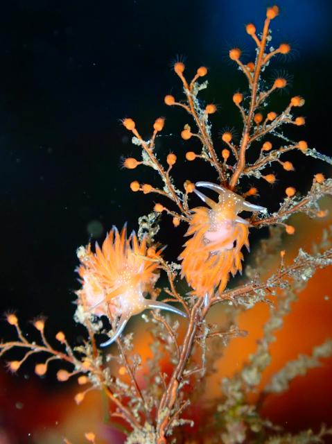 毛嵐…ボートクローズ、ビーチへ！