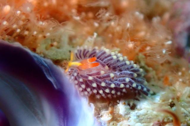 毛嵐…ボートクローズ、ビーチへ！