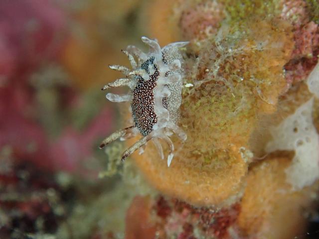 毛嵐…ボートクローズ、ビーチへ！