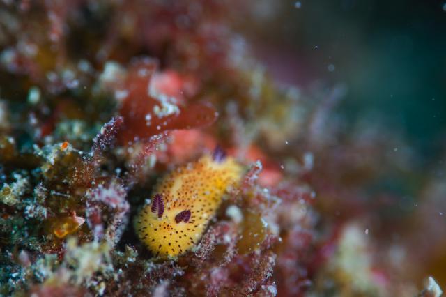 今度は黄ゴマ登場！