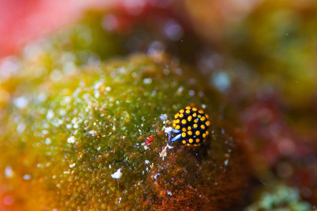 今度は黄ゴマ登場！