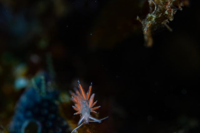 今度は黄ゴマ登場！