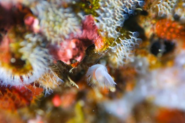 今度は黄ゴマ登場！