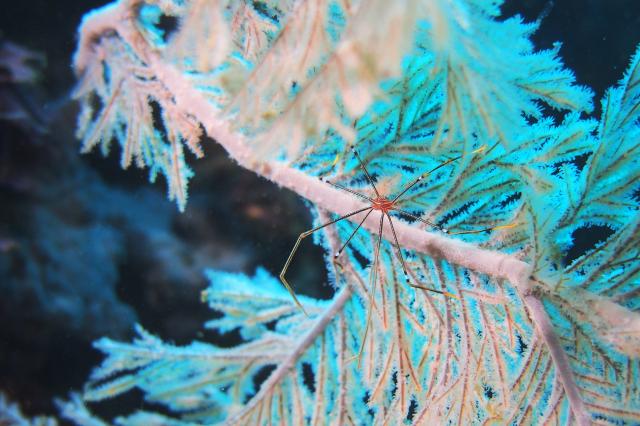 今度は黄ゴマ登場！