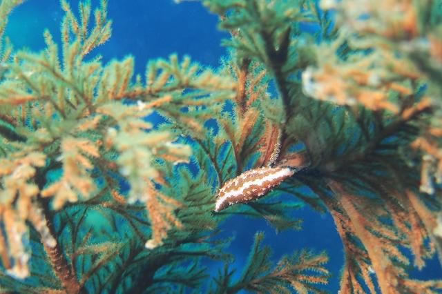 今度は黄ゴマ登場！