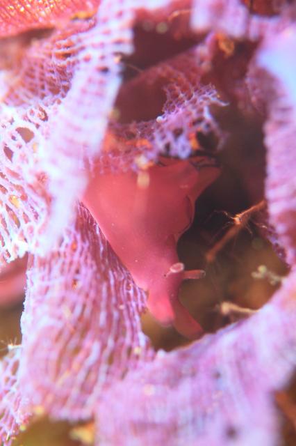 今度は黄ゴマ登場！