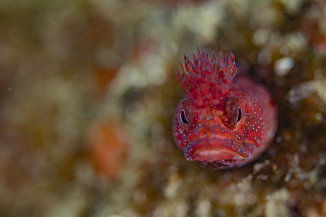 透明度も回復！