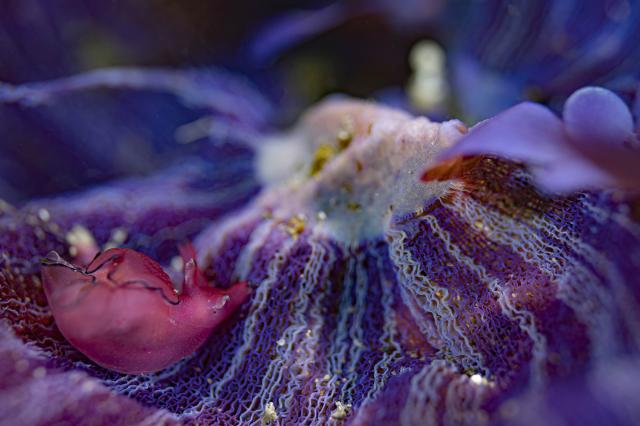 透明度も回復！