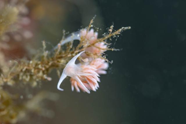 透明度も回復！