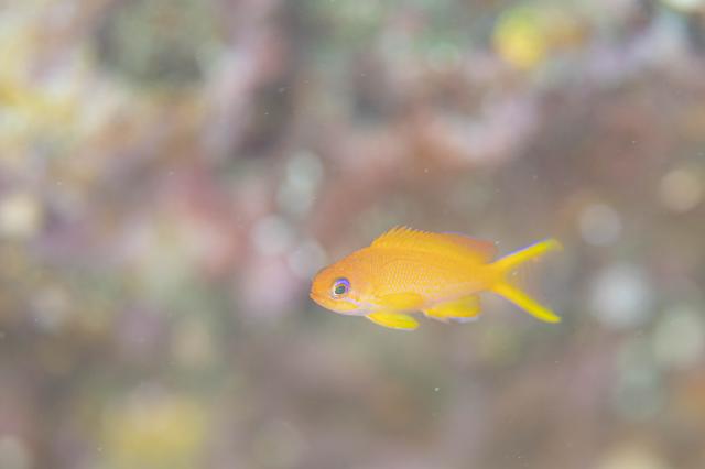 透明度も回復！