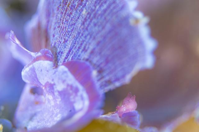 透明度も回復！