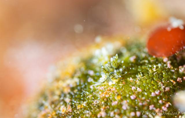 ガッツリウミウシダイビング！