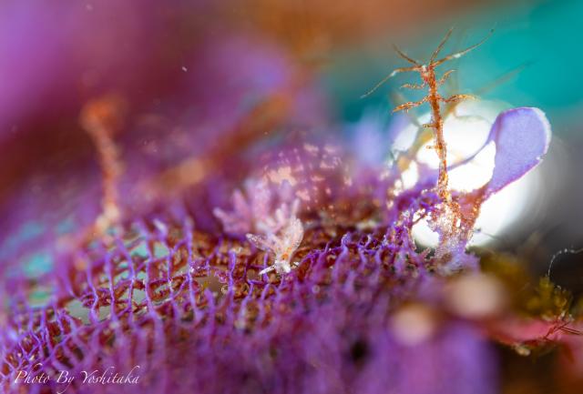 ウミウシチームと講習チーム！