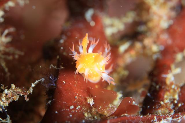 今日ものんびりウミウシダイビング！