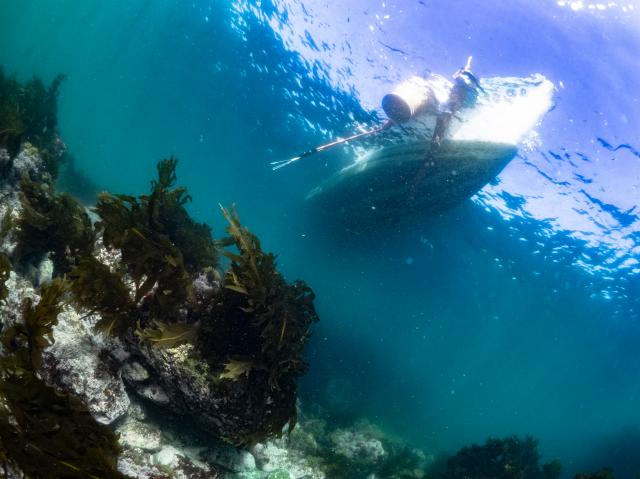 ダイビング日和でした