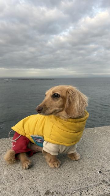 臨時休業のお知らせです