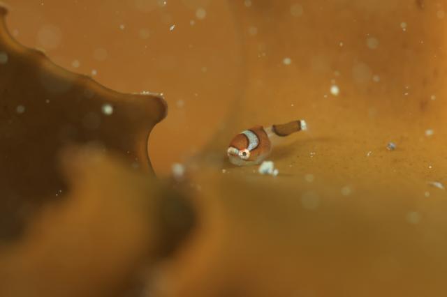 びっくりするうねりと透視度・・・