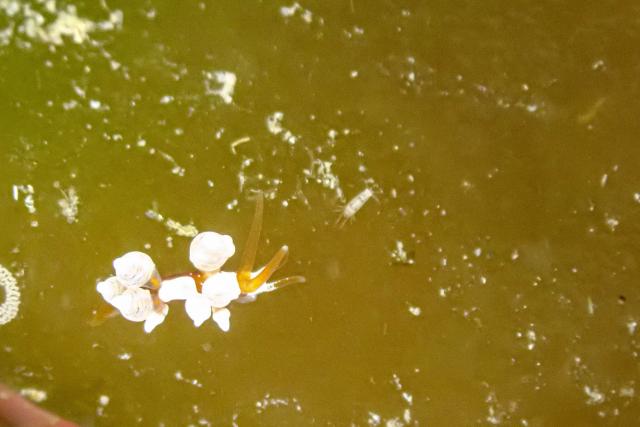 春濁り真っ盛り