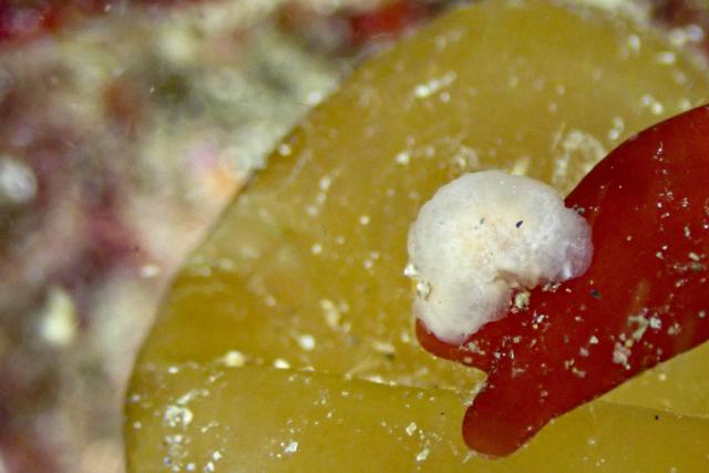 春濁り真っ盛り