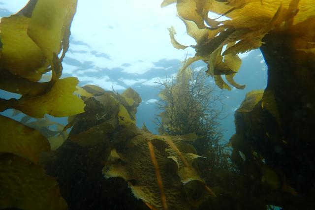 ダンゴウオ三昧してきました