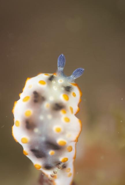 清水さん３００本おめでとうございます