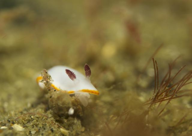 清水さん３００本おめでとうございます