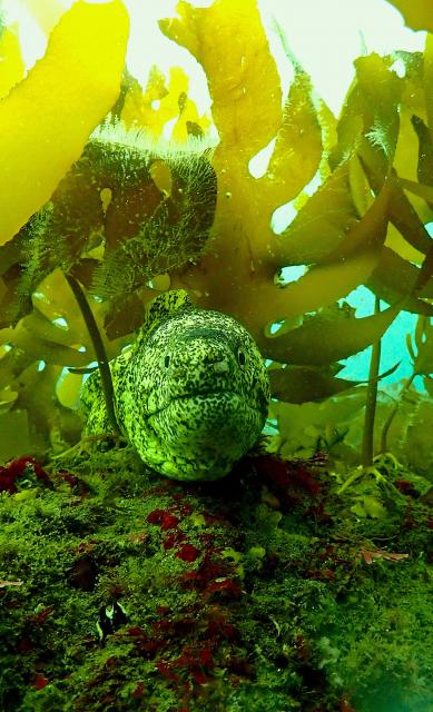 葉山のワイド狙ってきました