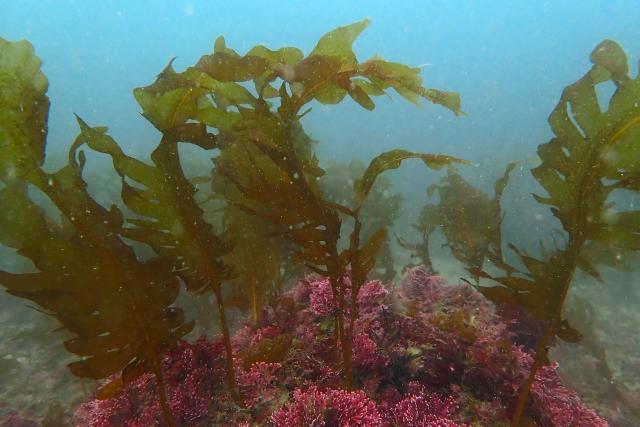 久しぶりのビーチダイビングでした