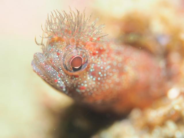 ハチジョウタツ🐲登場‼️