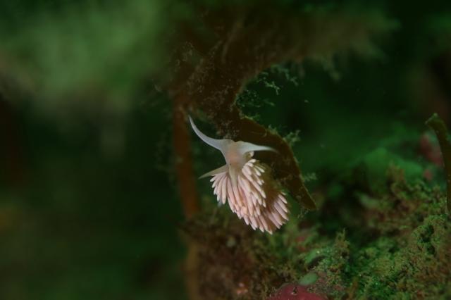 ハチジョウタツ🐲登場‼️