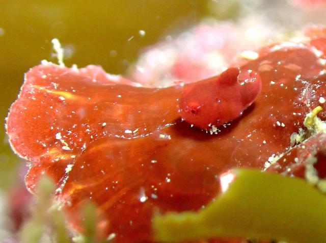 ボートポイントにもダンゴウオ！！