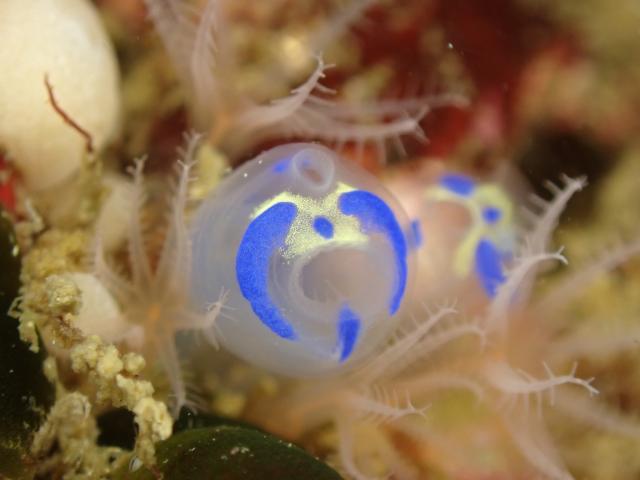 ボートポイントにもダンゴウオ！！